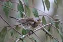 J01_1043 Fieldfare.JPG